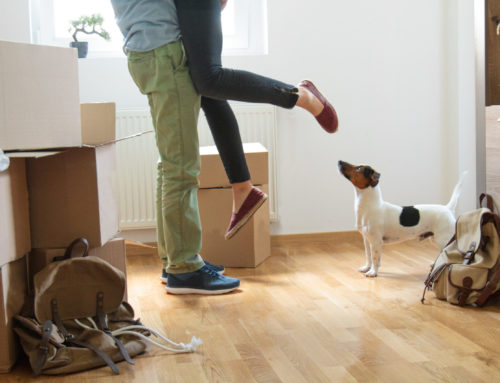 Choosing the Best Flooring for Dogs